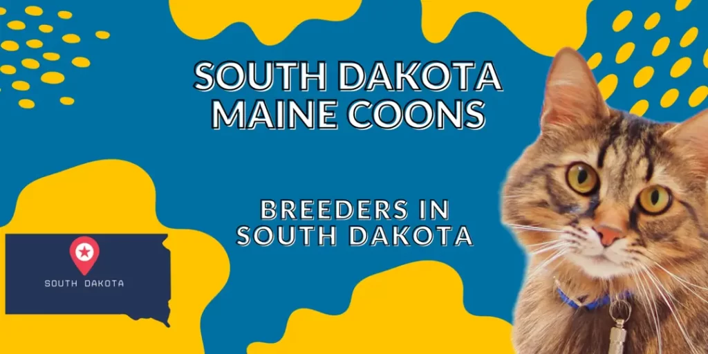 South Dakota Maine Coon Breeders