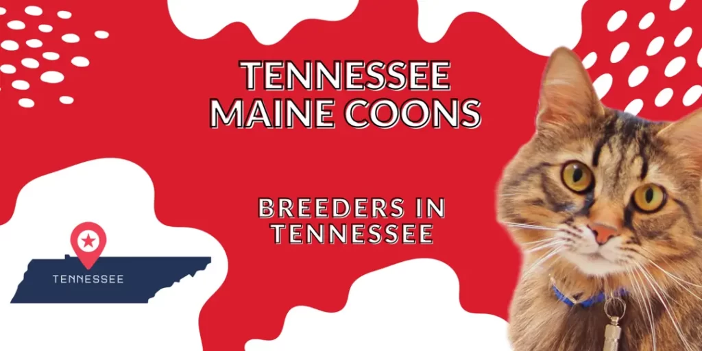Tennessee Maine coon breeders