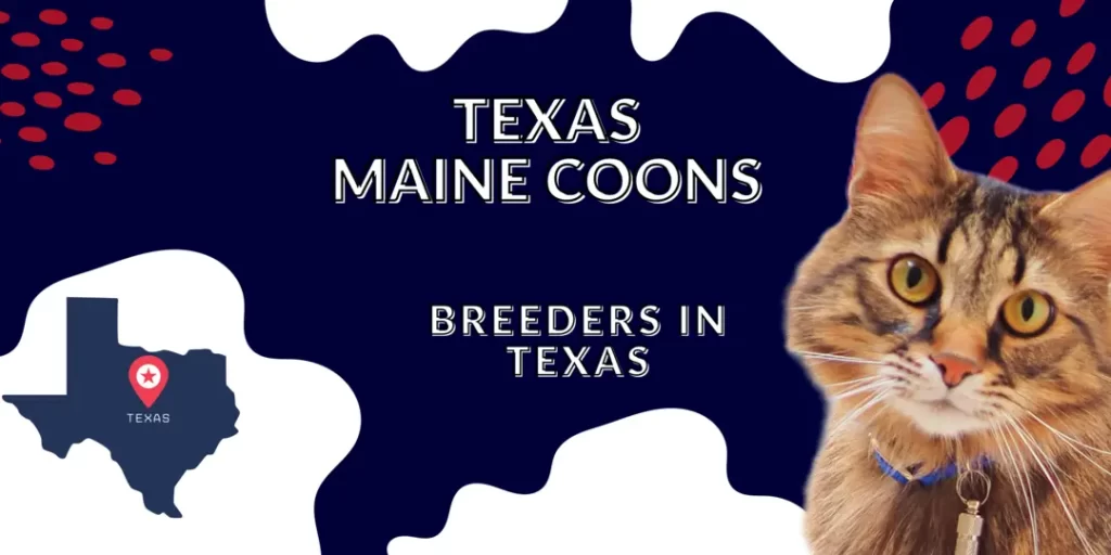 Maine Coon breeders in Texas