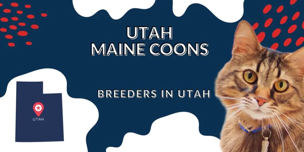 Maine coon breeders in Utah