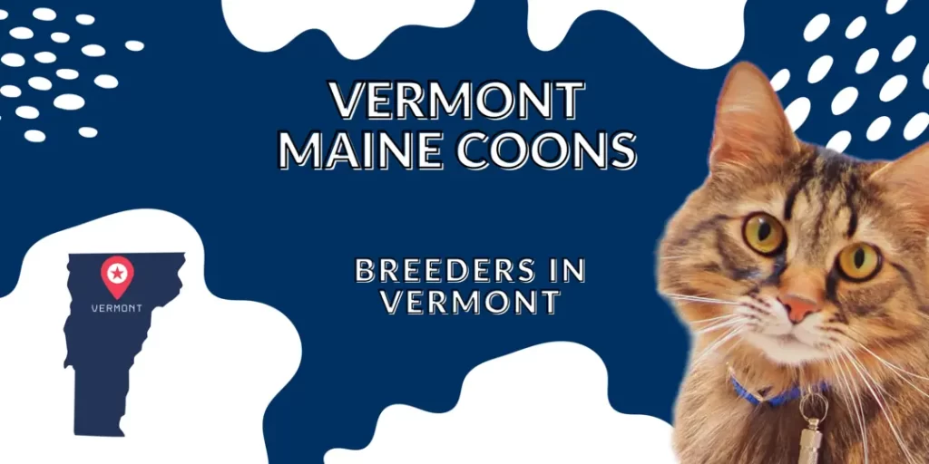 Vermont Maine Coons