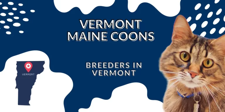 Vermont Maine Coon Breeders