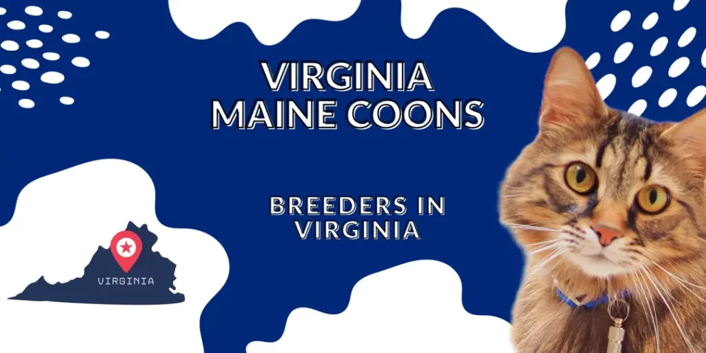 Virginia Maine Coons