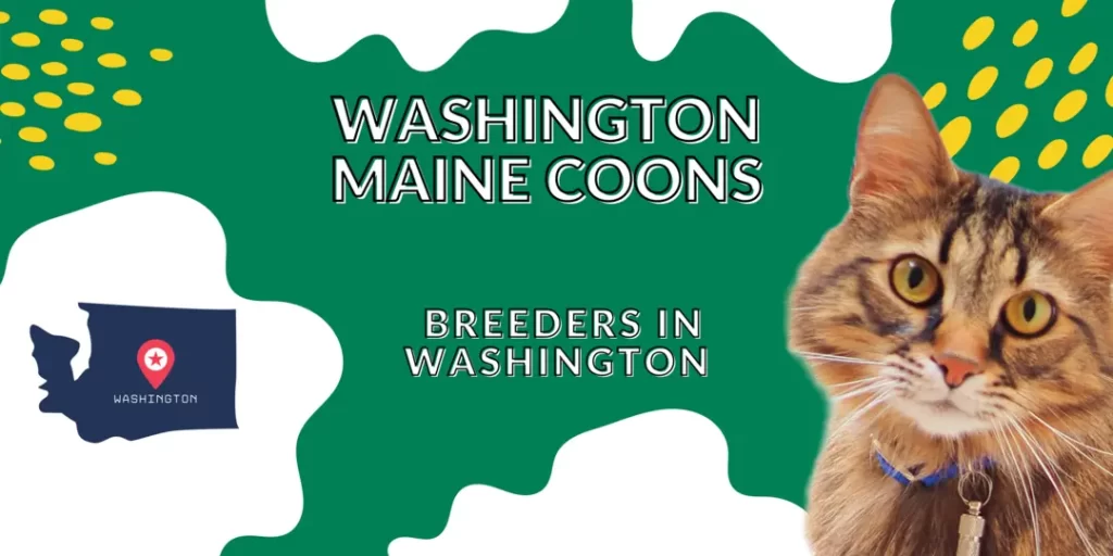 Maine coon breeders in Washington