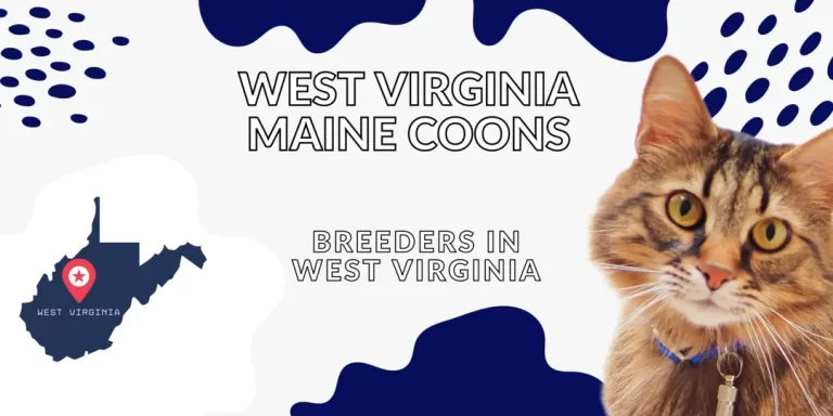 West Virginia Maine Coon Breeders