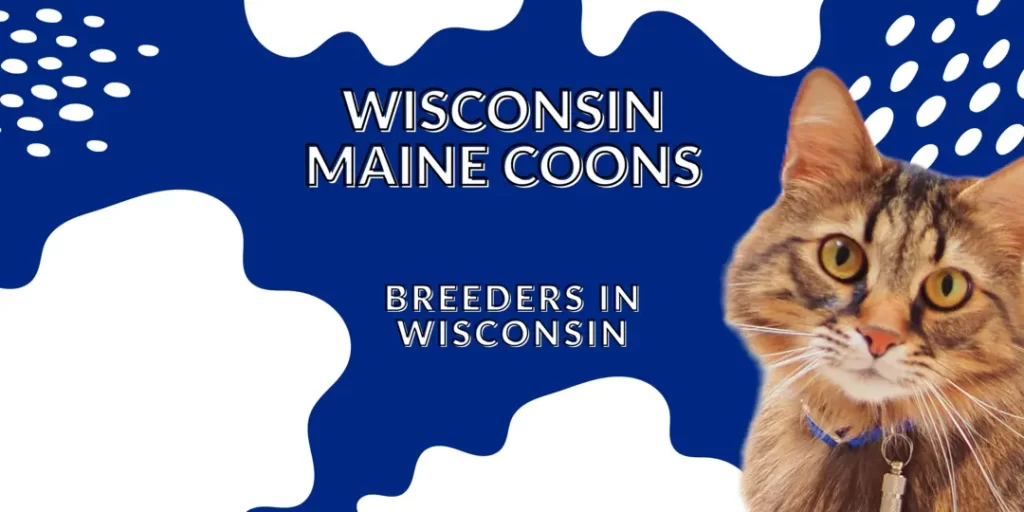 Maine Coon Breeders in Wisconsin