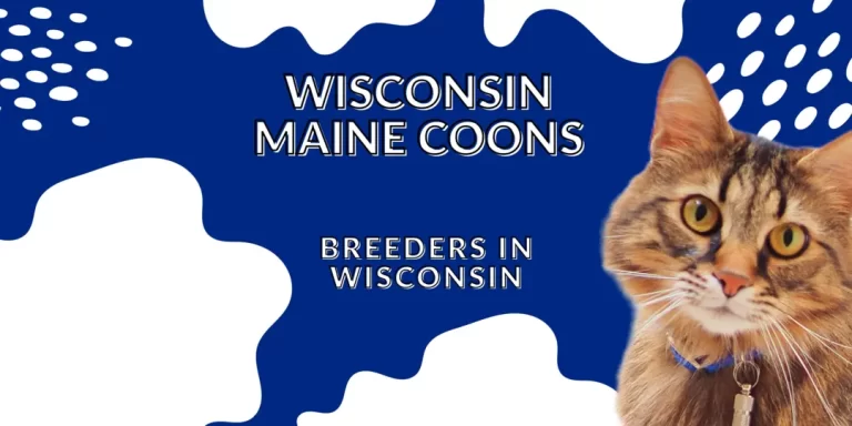Wisconsin Maine Coon Breeders