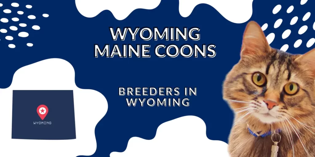Wyoming Maine coon breeders