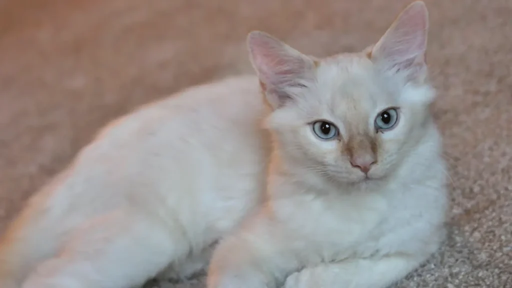Red Point Siamese