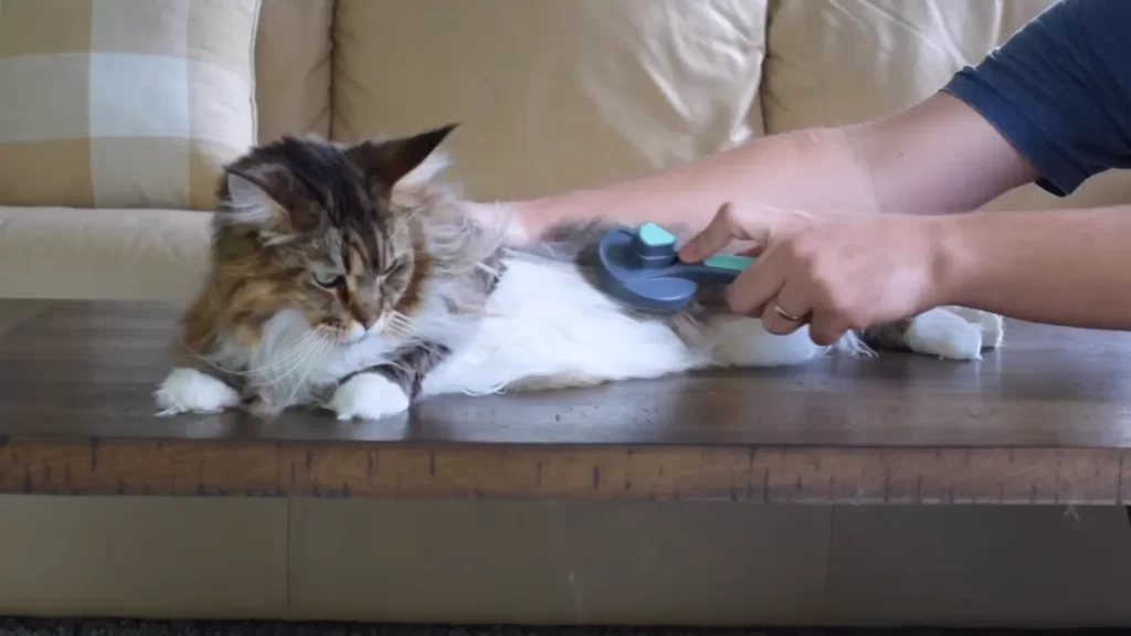Grooming tips for a Maine coon cat