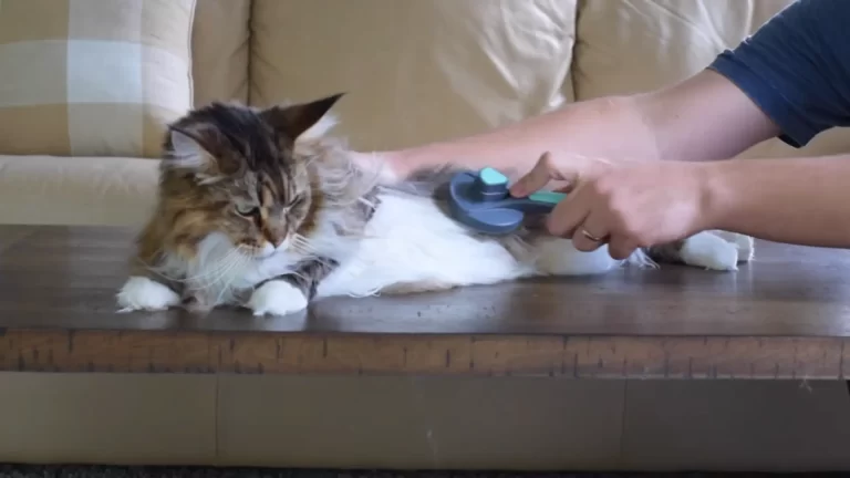 Maine Coon Grooming