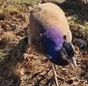 Purple Peahen