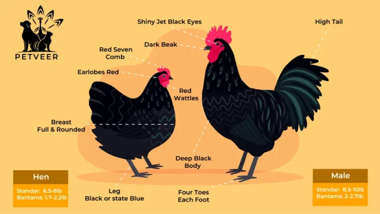 Australorp Size and weight