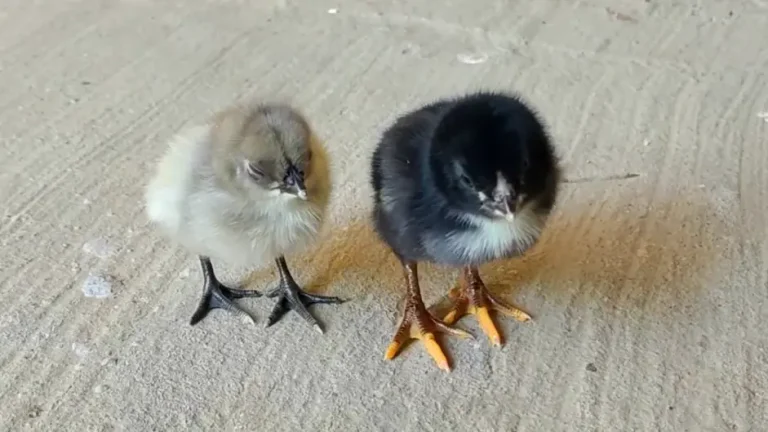 Australorp Chicks