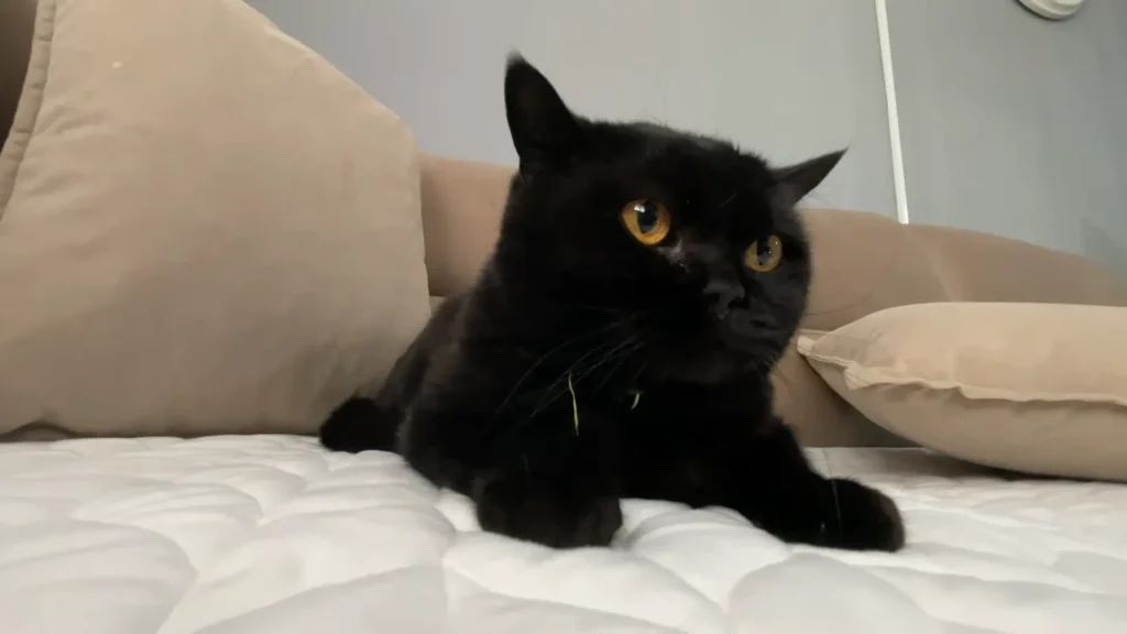 Black British Shorthair Cat