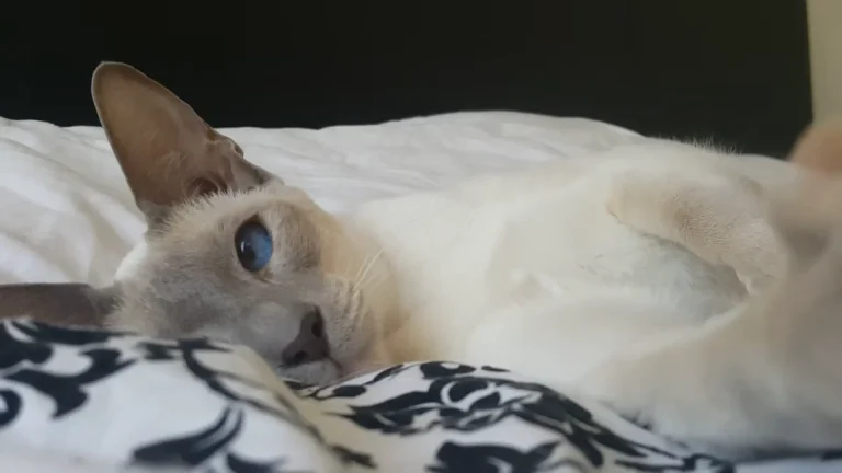 Lilac Point Siamese