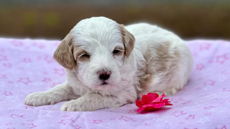 Essential Factors to Consider When Buying Goldendoodle Puppies